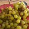 johnapple829